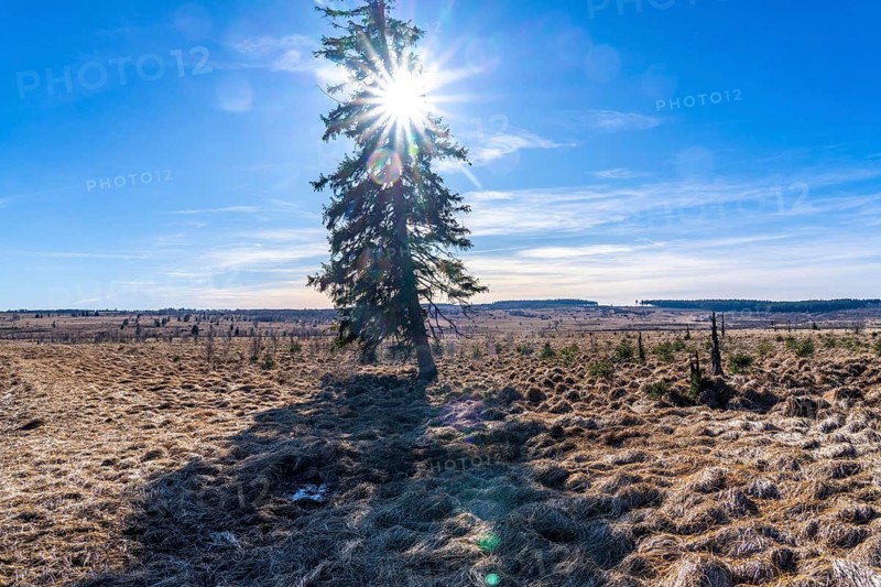 The High Fens, raised bog, in the Eifel and Ardennes region, High Fens-Eifel nature park Park, north-east of Baraque Michel, Belgium, Wallonia