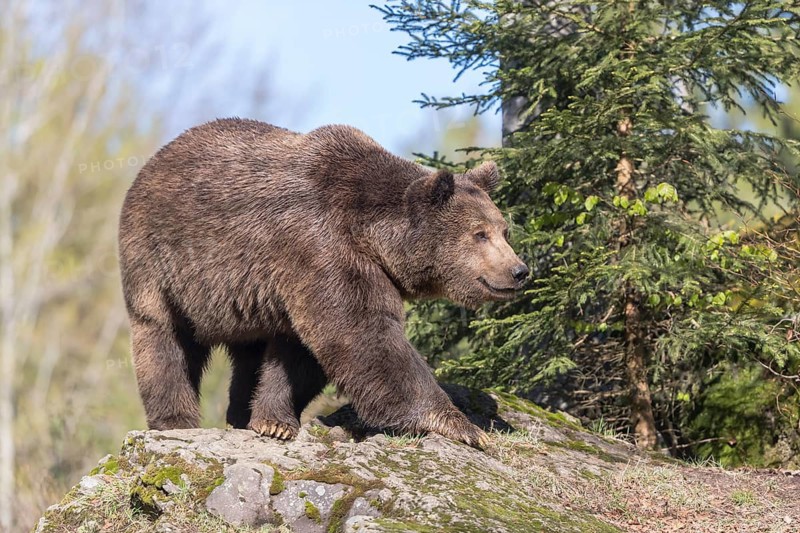 One adult male eurasian brown bear (Ursus arctos arctos) appearing behind mossy rocks in bright sunlight