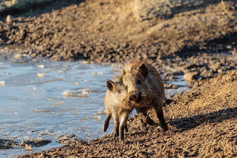 Two young wild boars (Sus scrofa) play fighting and dominance