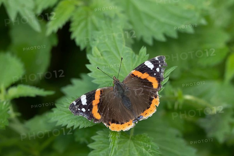 Red admiral butterfly (Vanessa atalanta) adult insect resting on Stinging nettle (Urtica dioica) plant leaves in a garden in summer, Suffolk, England, United Kingdom