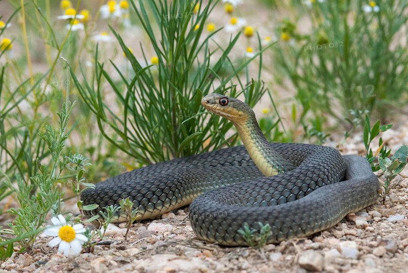 Eastern Montpellier snake, Malpolon insignitus, Montpellier snake, Bulgaria, critters, reptilia, reptiles, snakes, snakes, eastern lizard snake
