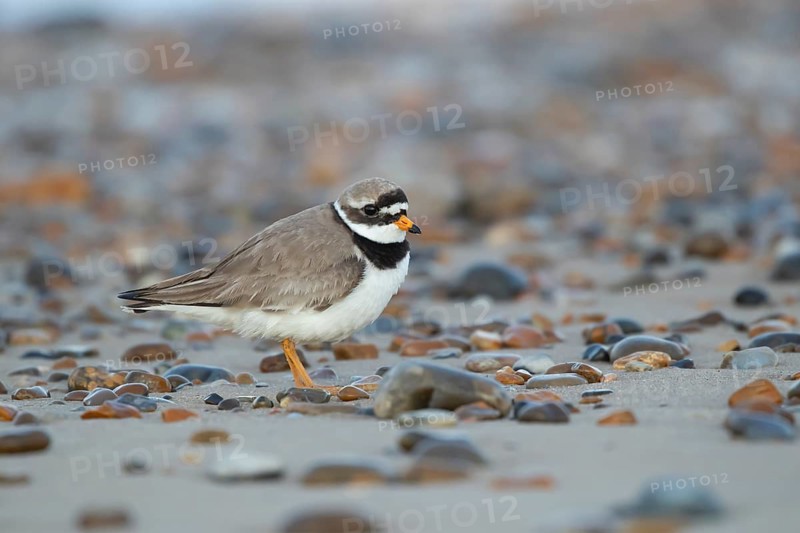 Ringed plover (Charadrius hiaticula) adult wader bird on a beach in summer, England, United Kingdom