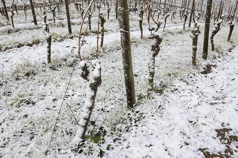 Snow-covered vines near Korb in the Rems Valley, near Stuttgart, Baden-Württemberg, Germany