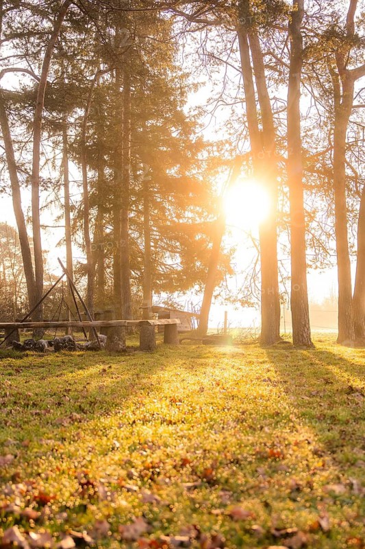 Sunlight penetrates the trees and illuminates the forest floor, Gechingen, Calw district, Germany