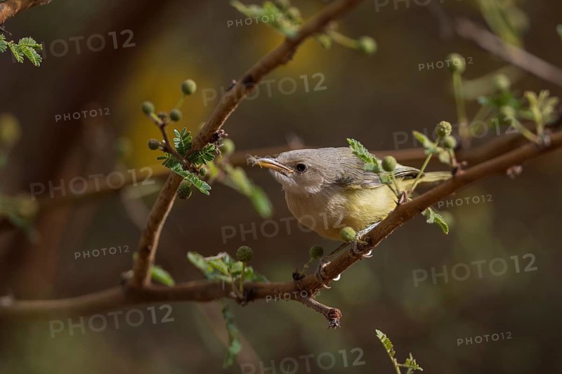 Yellow-breasted Apalis (Apalis flavida) perched on a twig with insect in beak, Senegal