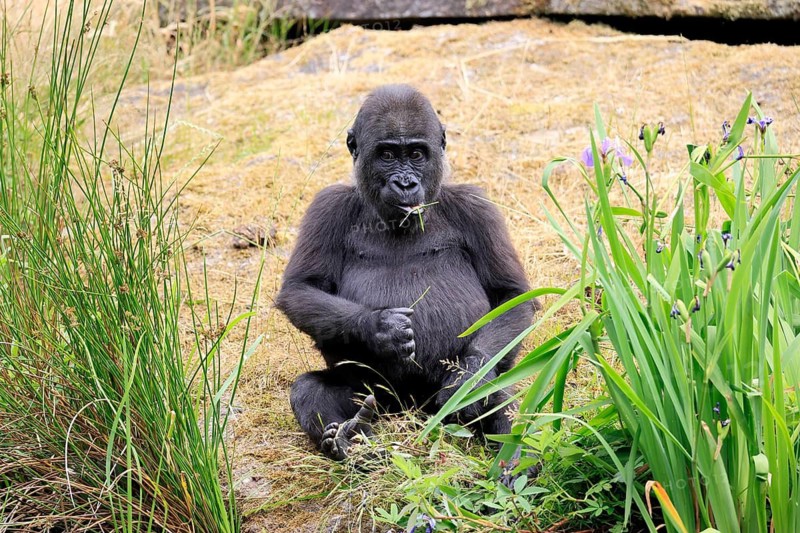 Western gorilla (Gorilla gorilla), young animal, sitting, sitting on ground, eating, alert