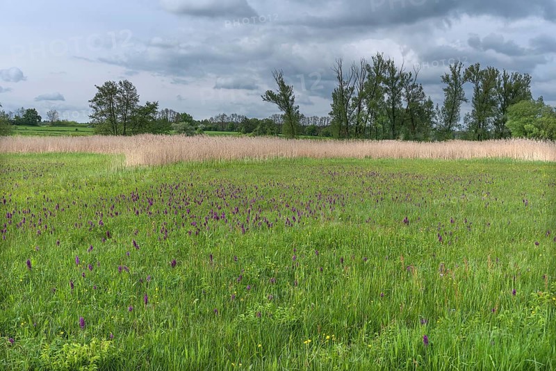 Moorland spotted orchid (Dactylorhiza maculata) in a meadow, Schrobenhausen, Upper Bavaria Germany