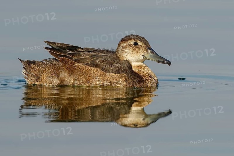 Black-headed Duck (Heteronetta atricapilla) female, Santiago Metropolitan, Chile