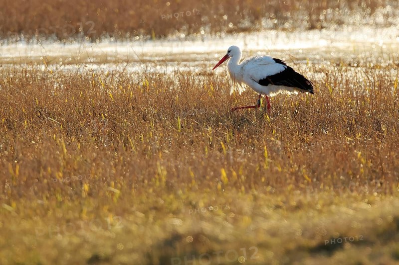 A white stork strides gracefully across a sunlit in wetland of the Emporda, surrounded by tall grasses. The golden light highlights the tranquil scene, capturing the beauty of nature