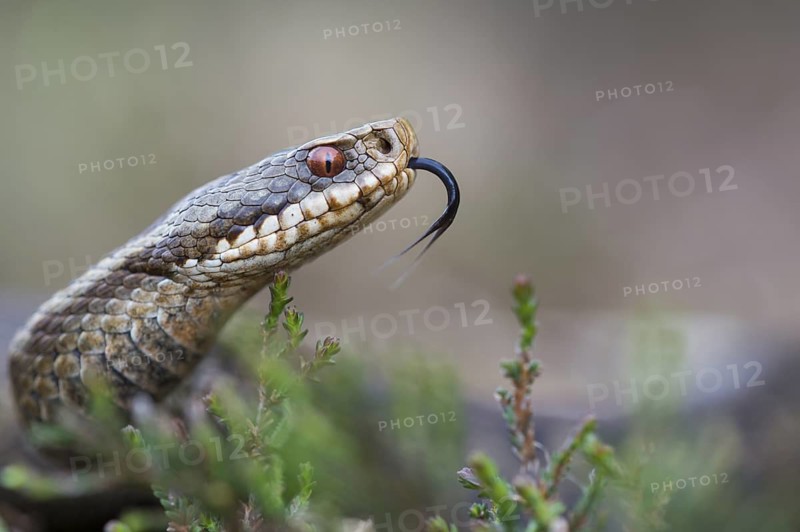 Common European Adder (Vipera berus) tongue-flicking female, Lower Saxony, Germany