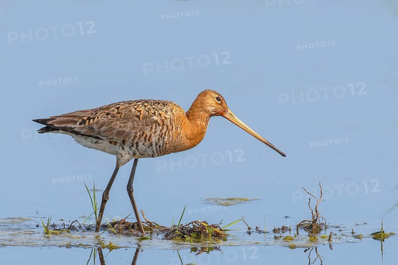 Black-tailed godwit (Limosa limosa) wading through shallow water, Dümmer, lake, wildlife, snipe bird, nature photography, Ochsenmoor, Dümmer See, Hüde, Lower Saxony, Germany