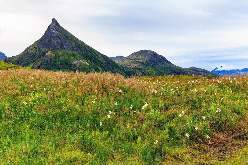 Common cottongrass (Eriophorum angustifolium), pyramid-shaped mountain Volandstinden, Volandstind, coastal landscape near Fredvang, Flakstad, Moskenesoya Island, Lofoten, Nordland, Norway