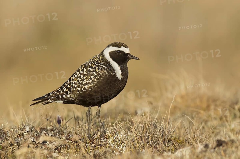 American Golden Plover (Pluvialis dominica) male, Alaska, USA