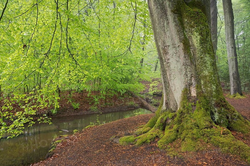 Stream and beech forest in spring, with fresh beech leaves, Oberhausen, Ruhr area, North Rhine-Westphalia, Germany