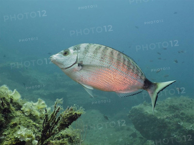 Pinniped (Diplodus puntazzo)
