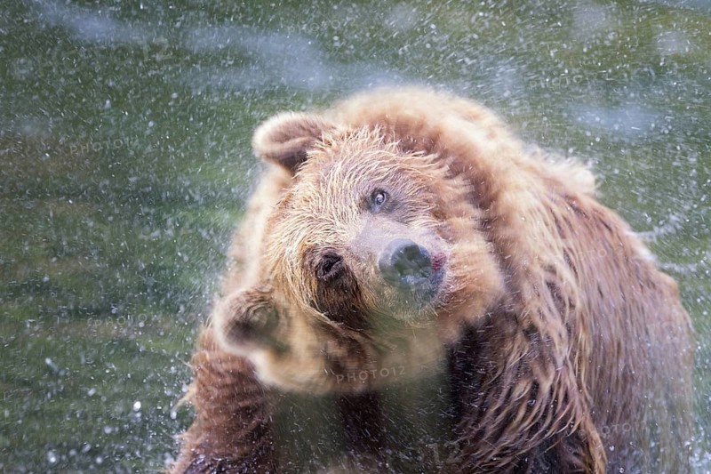 Grizzly Bear (Ursus arctos horribilis) shaking wet fur, British Columbia, Canada