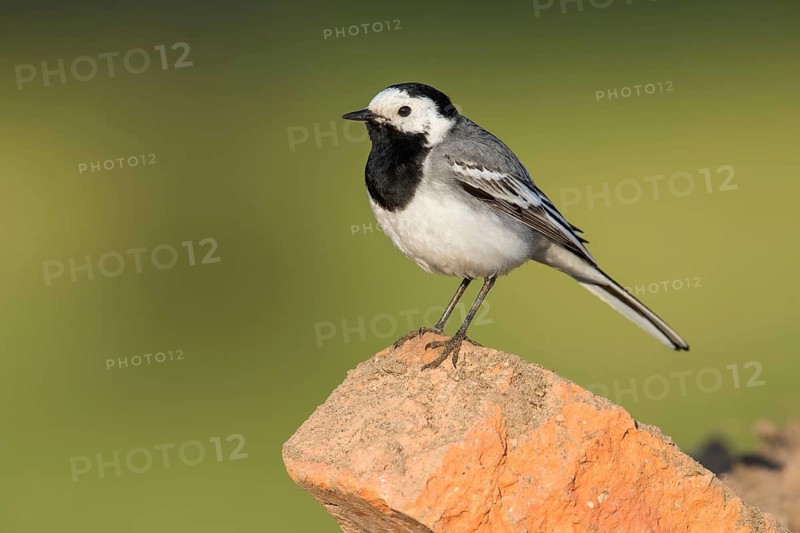 White Wagtail (Motacilla alba) perched on a rock, Poland