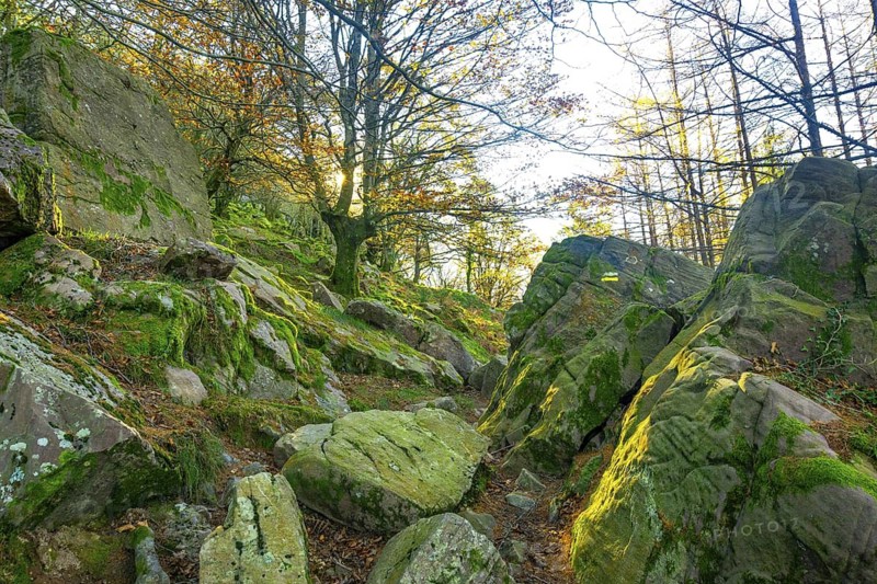 Beautiful forest on the way to the top of Mount Adarra in Urnieta, near San Sebastian. Gipuzkoa, Basque Country