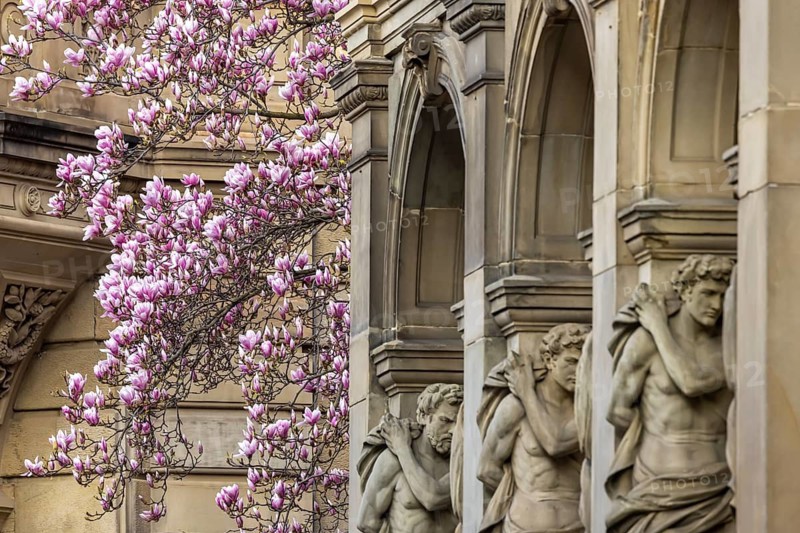 Magnolia blossom in Stuttgart. Magnolias (Magnolia) bloom throughout the city in spring. Stuttgart, Baden-Württemberg, Germany