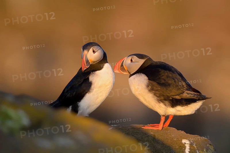 Atlantic Puffin (Fratercula arctica), Látrabjarg, Iceland