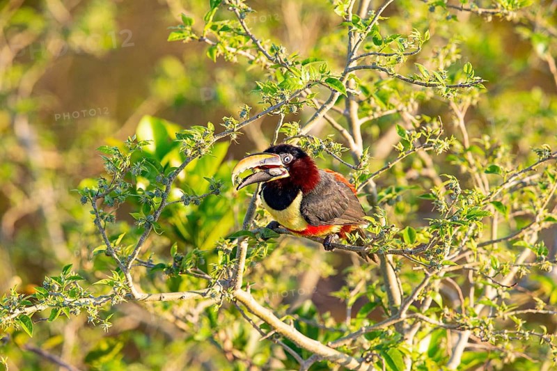 Chestnut-eared aracari (Pteroglossus castanotis) Pantanal Brazil#