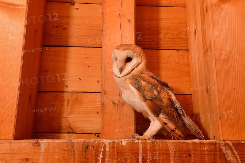 Western Barn Owl (Tyto alba) juvenile in loft, North Rhine-Westphalia, Germany