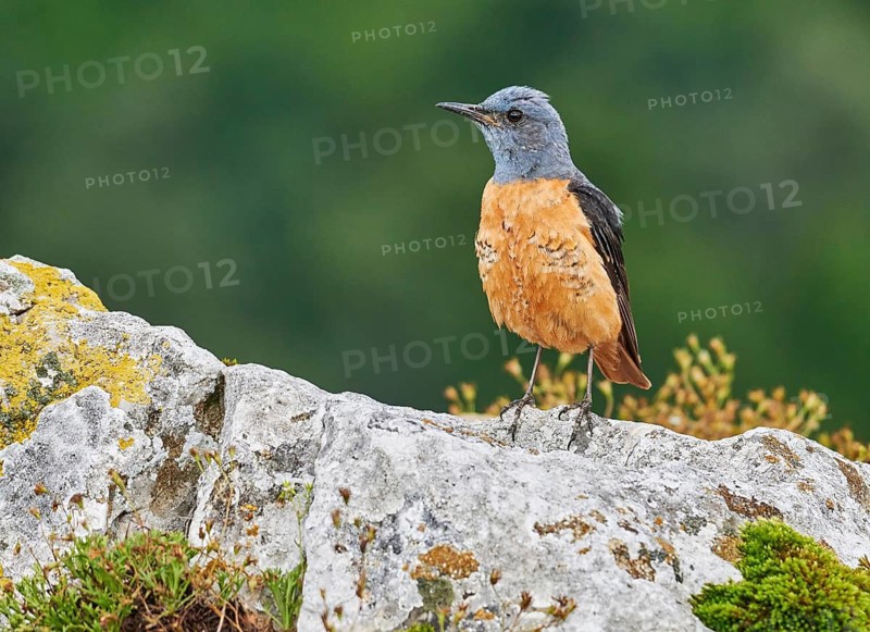 Common Rock Thrush (Monticola saxatilis) male perched on a rock, Asturias, Spain