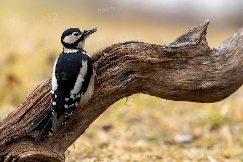 A woodpecker perched on a branch, surrounded by autumnal colours: a great spotted woodpecker (Dendrocopos major) on a tree trunk, male, Baden-Württemberg, Germany