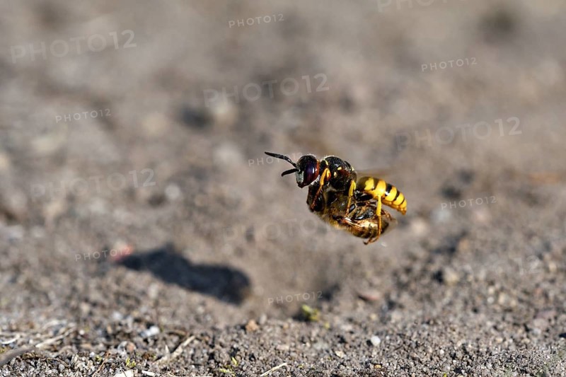 European beewolf (Philanthus triangulum), in flight, with captured bee, Bottrop, Ruhr area, North Rhine-Westphalia, Germany