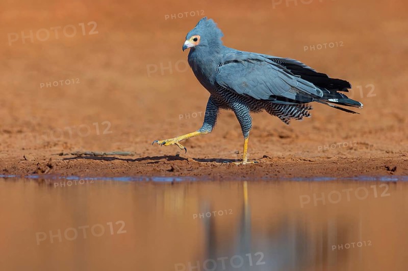 Cave harrier, Polyboroides typus), goshawk family, Morgan Kunda lodge / road to Kat, Jajari, North Bank, Gambia