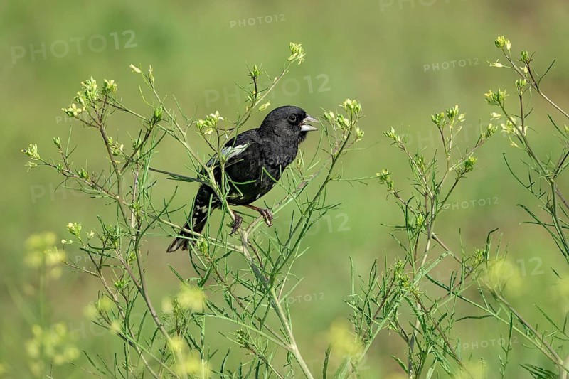 Lark Bunting (Calamospiza melanocorys) male singing, Colorado, USA