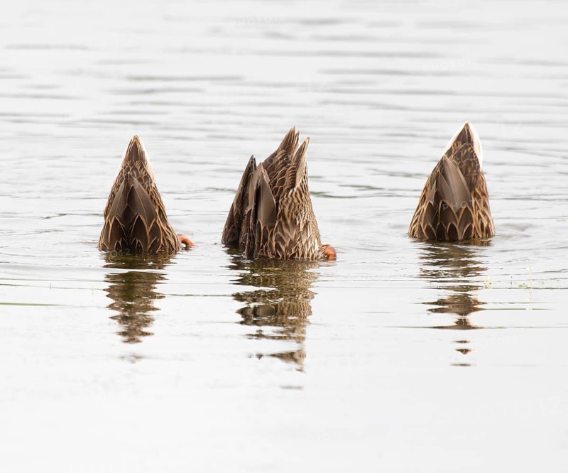 Mallard duck (Anas platyrhynchos), three females digging, with the head under the water surface on a pond, Thuringia, Germany