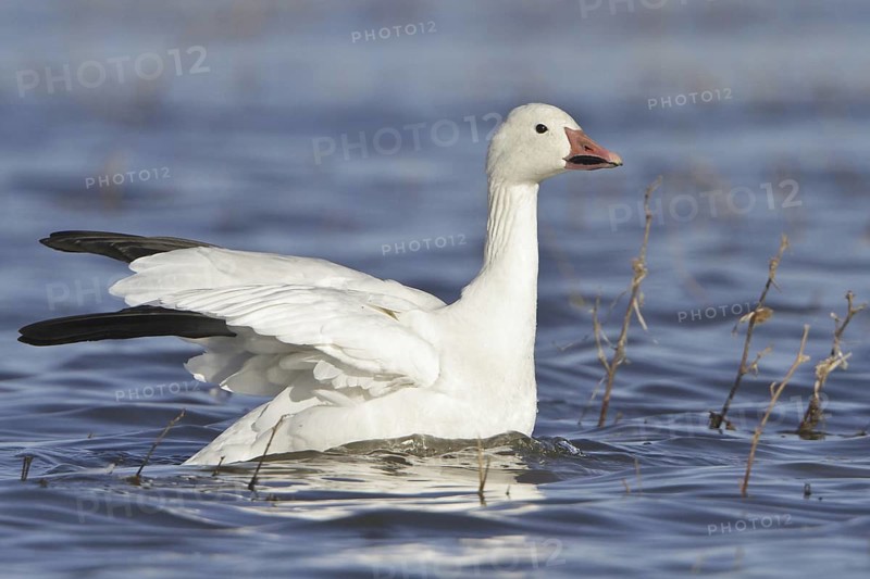 Snow Goose (Anser caerulescens), New Mexico, USA