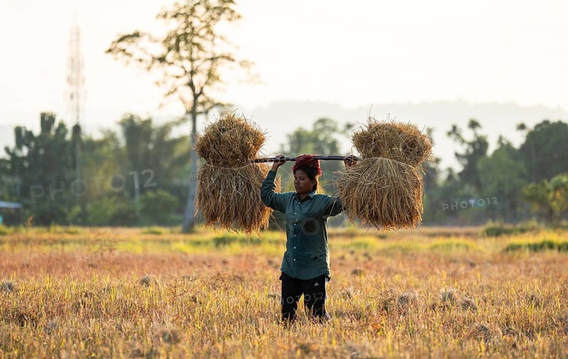 A woman farmer carries harvested rice paddy, in a rice agricultural field, in Bokakhat, India, on 1 December 2024. Sali rice is the most important rice crop in Assam, grown during the monsoon season and harvested in winter. Sali rice forms the backbone of Assam's agricultural economy.