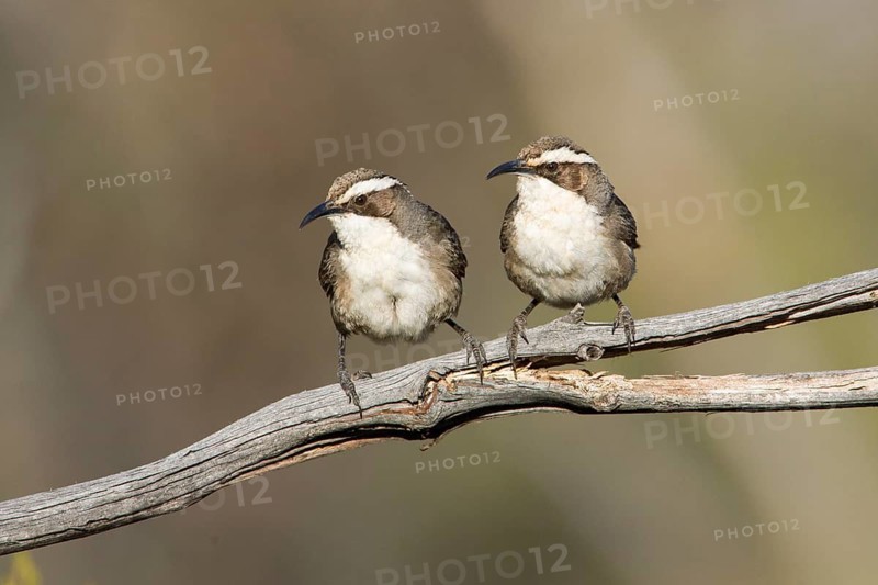 White-browed Babbler (Pomatostomus superciliosus) perched on a branch, Victoria, Australia