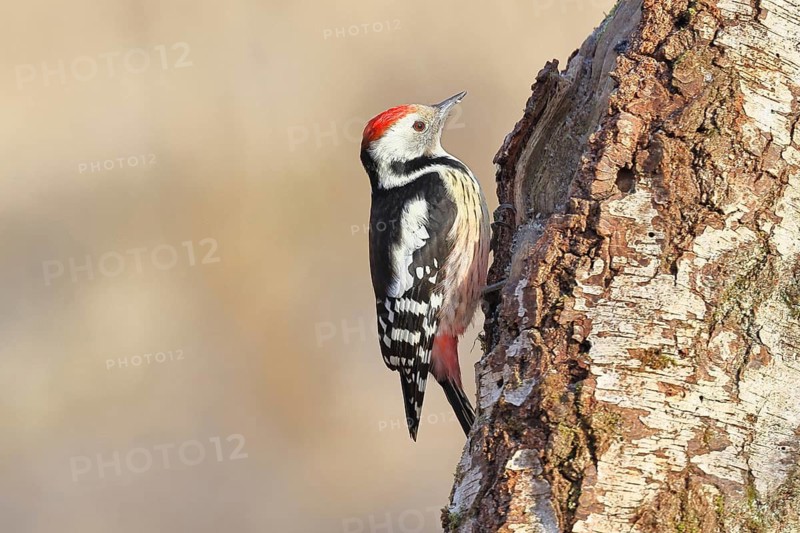 Middle spotted woodpecker (Dendrocopos medius) foraging on the trunk of a grey birch (Betula populifolia) in winter, Wilnsdorf, North Rhine-Westphalia, Germany