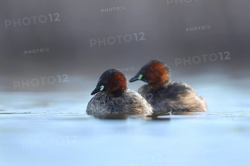 Little grebes swimming in the serene waters of Puebla de BeleÃ±a, Spain. Its vibrant plumage and compact size make it a captivating sight in this tranquil habitat