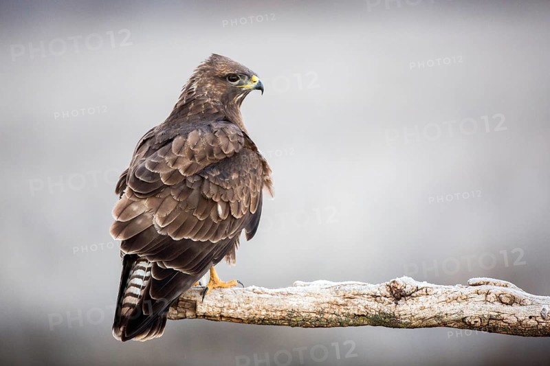 Common Buzzard (Buteo buteo), Castile-La Mancha, Spain