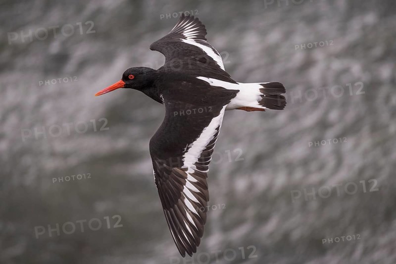 Oystercatcher (Haematopus ostralegus) in flight, Hvalfjörður, Iceland