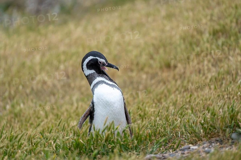 Magellanic Penguin (Spheniscus magellanicus), standing with open beak in the grass, Punta Tombo, Chubut Province, Argentina