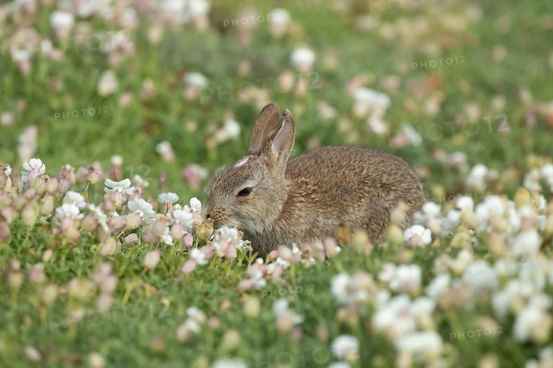 Rabbit (Oryctolagus cuniculus) juvenile baby bunny animal feeding amongst white Sea campion flowers in spring, Skomer island, Pembrokeshire, Wales, United Kingdom