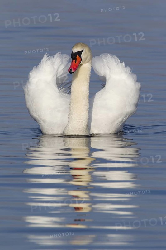 Mute Swan (Cygnus olor), Baden-Wuerttemberg, Germany
