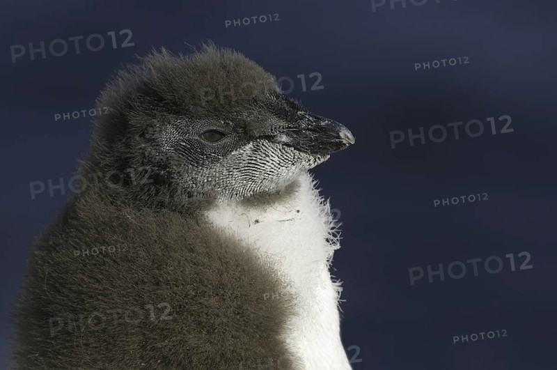 Southern Rockhopper Penguin (Eudyptes chrysocome), Falkland Islands
