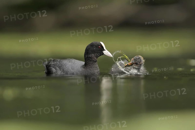 Eurasian Coot (Fulica atra) juvenile, North Rhine-Westphalia, Germany