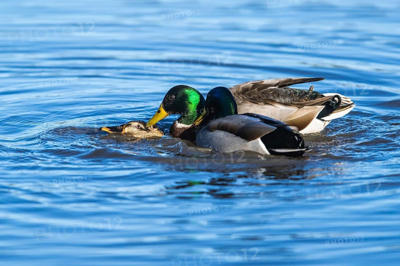 Mallard, Anas platyrhynchos, birds in copulation on winter marshes