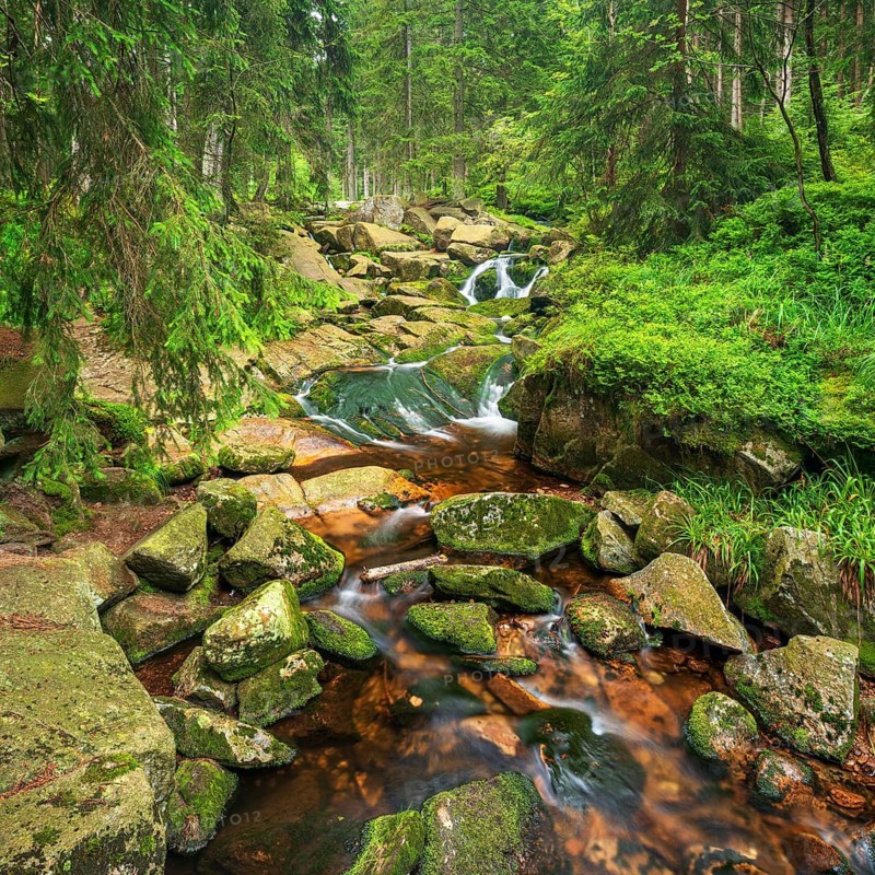 On the upper reaches of the Bode, mountain stream covered with moss in the Harz Mountains, near Braunlage, Lower Saxony, Germany