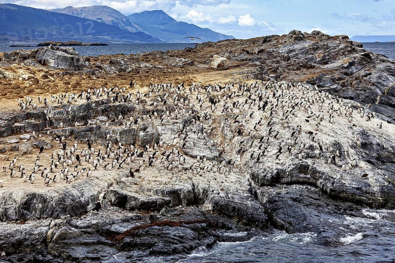 A rocky coastal landscape with many penguins colonising the area, sea and mountains in the background, A colony of cormorants on Tierra del Fuego in Argentina