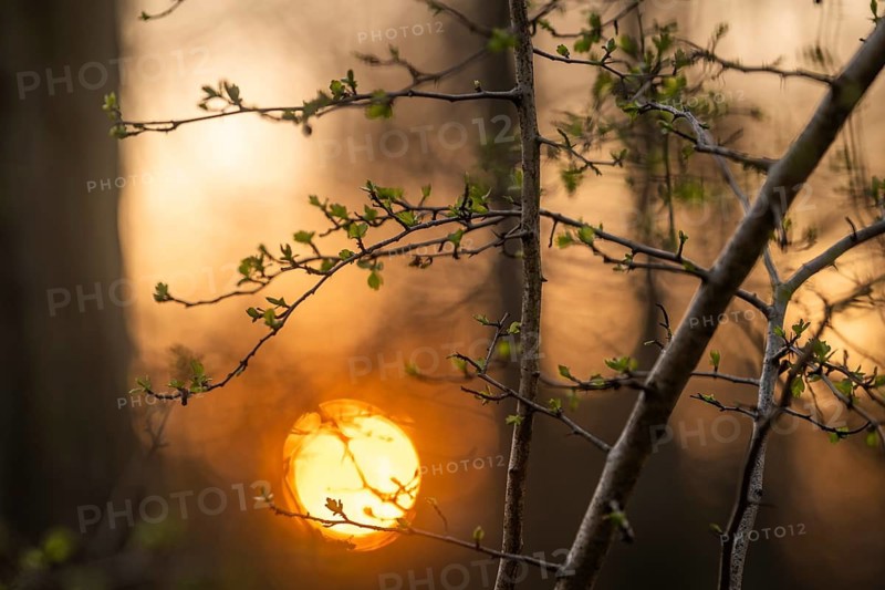 First green on branches in spring, forest, sunset, Stuttgart, Baden-Württemberg
