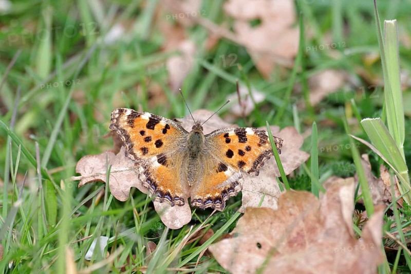 Large tortoiseshell (Nymphalis polychloros), butterfly, close-up, spread wings, The butterfly with its orange-coloured wings is sitting in the meadow on a dried leaf
