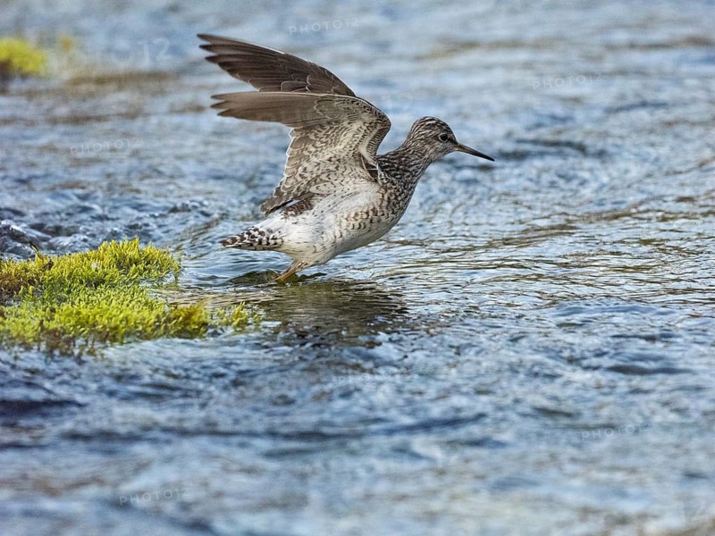 Wood Sandpiper (Tringa glareola), adult, flying across a stream, Finmark, Norway